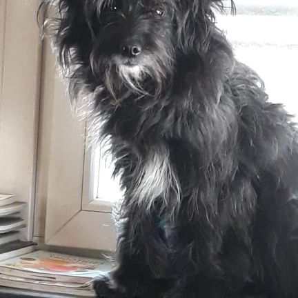Elopoo © Corinna van Beek Hund,Hunderasse,Fleischfresser,Begleithund,Schnauze,Terrier,Sportliche Gruppe,Spielzeughund,Fell,Kleiner Terrier,