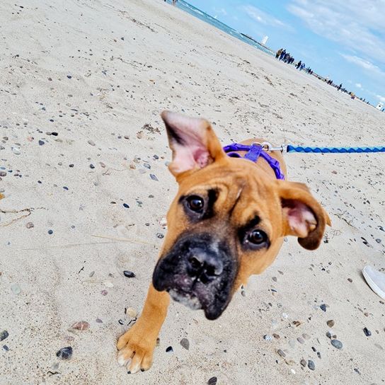 English Bordeaux Bulldog © Christin Zunker Himmel,Hund,Strand,Wolke,Fleischfresser,Rehkitz,Hunderasse,Begleithund,Sommer,Wasser,
