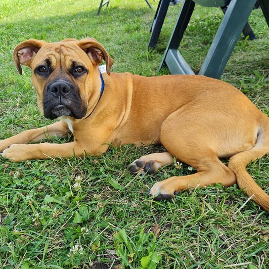 English Bordeaux Bulldog © Christin Zunker Hund, Boxer, Fleischfresser, Gras, Rehkitz, Begleithund, Hunderasse, Pflanze, Schnauze, Langeweile,