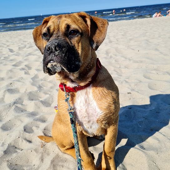 English Bordeaux Bulldog © Christin Zunker Hund,Himmel,Wasser,Blau,Fleischfresser,Halsband,Strand,Kitz,Hunderasse,Hundehalsband,