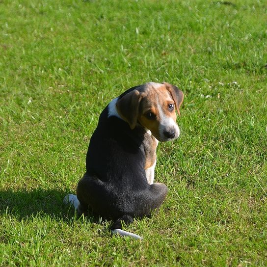 English Foxhound puppy sitting on a meadow, small tricolor dog, dog similar to beagle, tricolor dog, dog with floppy ears, hunting dog breed