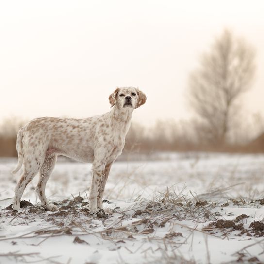 English Pointer in the snow English Pointer dog in snow, big dog breed with brown spots and floppy ears