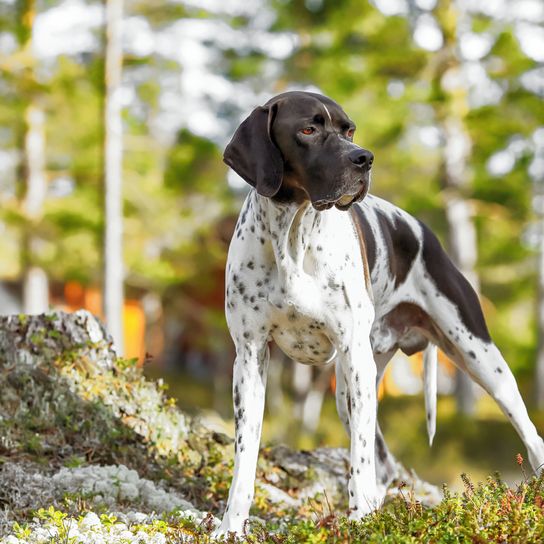 English Pointer in the forest English Pointer in the forest