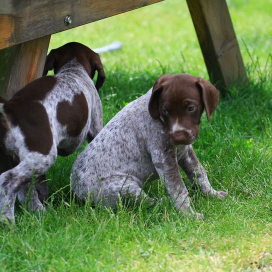 English Pointer puppies brown white with spots