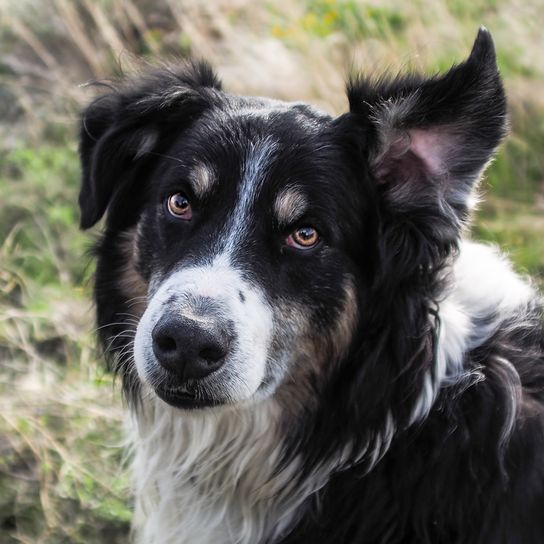 English Shepherd dog with black and white fur and a standing ear and a tilting ear, English Shepherd dog on a meadow