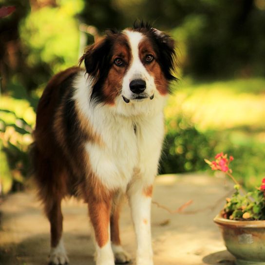 English Shepherd tricolor, dog similar to Border Collie, English Collie, Collie from England, Great Britain dog breed, British dogs, three colors in dog coat