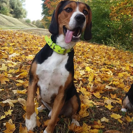 Entlebucher Beagle © Karin Hoffmann Hund,Pflanze,Fleischfresser,Hunderasse,Baum,Rehkitz,Spürhund,Begleithund,Gras,Schnauze,