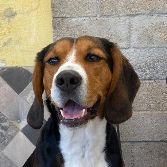 Entlebucher Beagle © Karin Hoffmann Hund,Hunderasse,Fleischfresser,Begleithund,Spürhund,Schnauze,Jagdhund,Sportliche Gruppe,Canidae,Landtier,