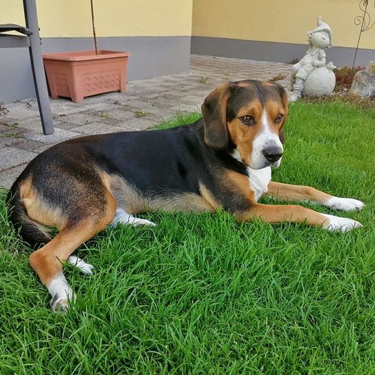 Entlebucher Beagle © Karin Hoffmann Hund,Pflanze,Hunderasse,Fleischfresser,Gras,Jagdhund,Begleithund,Spürhund,Kugel,Schnauze,