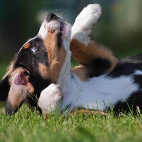 Entlebucher Mountain Dog Young small young dog, young dog of an Entlebucher Sennenhund