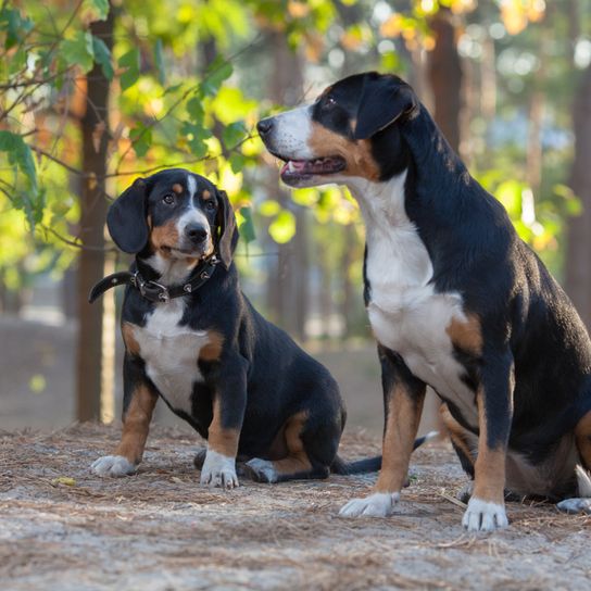 Entlebuch mountain dogs Entlebucher Sennenhund, Swiss Mountain Dog in the forest, medium sized dog breed