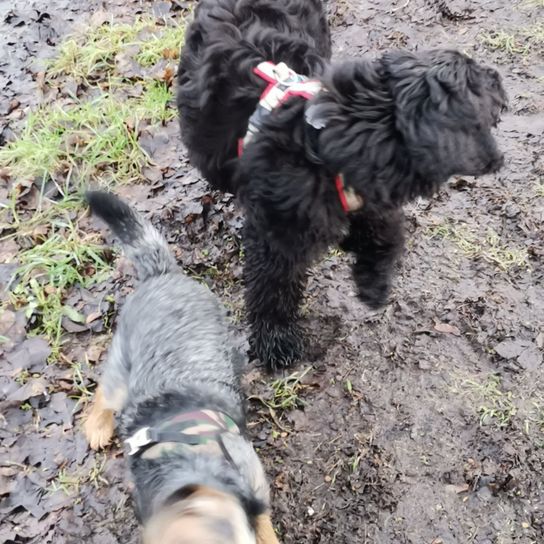 Entlebucherpoo © Sandra Schwuchow Hund,Hunderasse,Fleischfresser,Begleithund,Gras,Wasserhund,Schnauze,Sportliche Gruppe,Terrier,Kleiner Terrier,