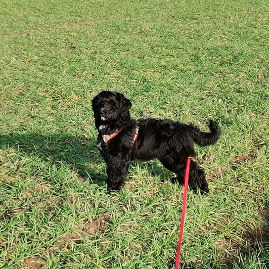 Entlebucherpoo © Sandra Schwuchow Hund,Halsband,Pflanze,Fleischfresser,Gras,Hundehalsband,Arbeitstier,Begleithund,Grasland,Rasen,