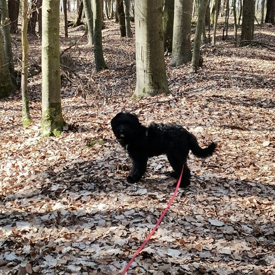 Entlebucherpoo © Sandra Schwuchow Hund, Pflanze, Baum, Hunderasse, Fleischfresser, Begleithund, Schwanz, Holz, Schnauze, Wasserhund,