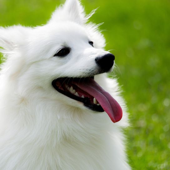 American Spitz, American eskimo dog, AKC recognized breed but not recognized by the FCI