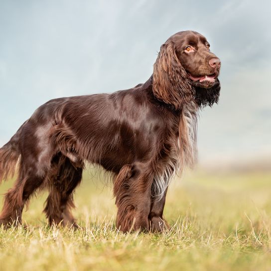 Field Spaniel on a meadow, medium dog breed, brown dog from Great Britain, English dog breed, British dog breed, dog similar to Cocker Spaniel