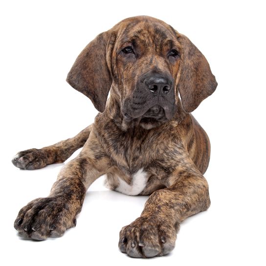 Fila Brasileiro puppy brindle Dog,Mammal,Vertebrate,Dog breed,Canidae,Carnivore,Great dane,Puppy,Fila brasileiro,Sporting Group,