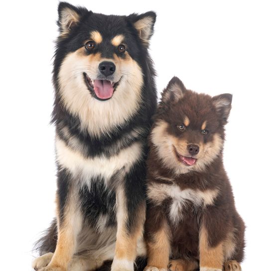two Finnish Lapphunds side by side, dog with long coat, small brown puppy with long coat and big dog from Finland