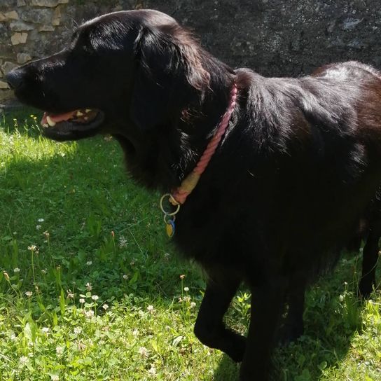 Flat Coated Labrador © Martina Bächlin Hund,Pflanze,Fleischfresser,Hunderasse,Halsband,Arbeitstier,Leber,Gras,Hundehalsband,Begleithund,
