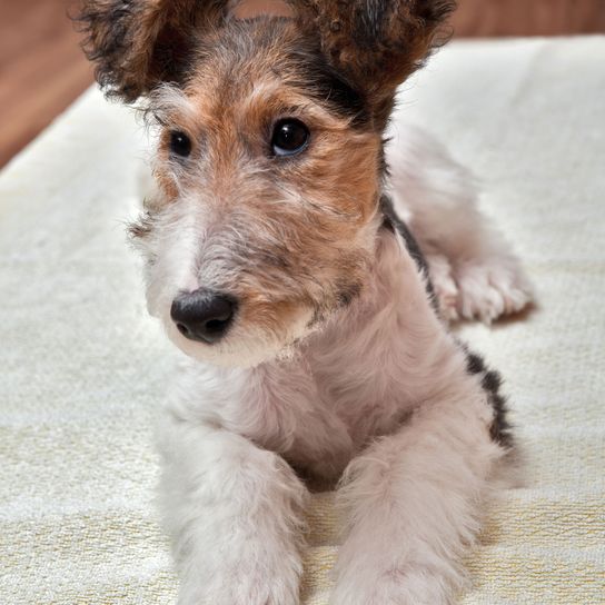 Fox terrier puppy roughhair Dog,Mammal,Vertebrate,Dog breed,Canidae,Carnivore,Companion dog,Wire hair fox terrier,Puppy,Fox terrier,