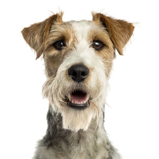 Fox terrier rough coat with tipped ears Dog,Dog breed,Canidae,Mammal,Carnivore,Companion dog,Terrier,Snout,Rare breed (dog),Fox terrier,