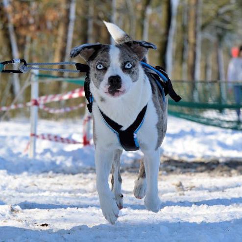 Blue French Bull Aussie from Top Dog Germany 2023