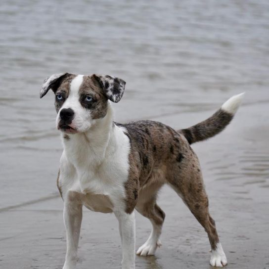 French Bull Aussie Blue French Bull Aussie from Top Dog Germany 2023