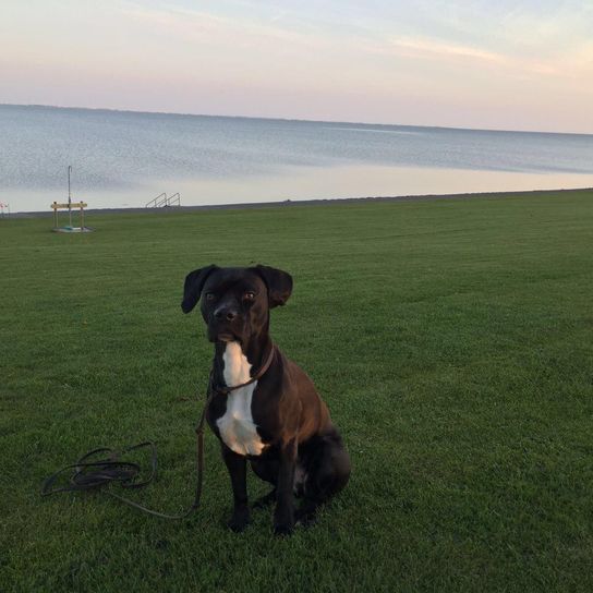 French Bulldog Weimaraner Mix © Kristina Kunke Himmel, Hund, Wolke, Wasser, Fleischfresser, Arbeitstier, Hunderasse, Kitz, Begleithund, Gras,