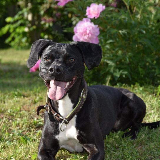 French Bulldog Weimaraner Mix © Kristina Kunke Hund,Pflanze,Halsband,Hunderasse,Fleischfresser,Gras,Arbeitstier,Begleithund,Rehbraun,Hundehalsband,