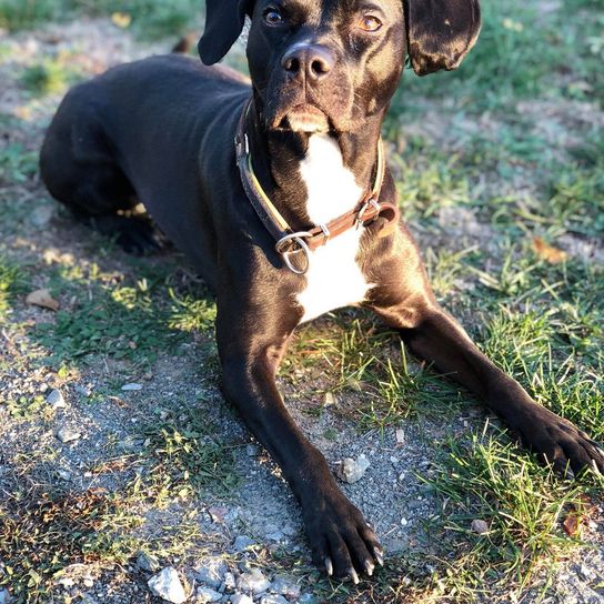 French Bulldog Weimaraner Mix © Kristina Kunke Hund,Fleischfresser,Leber,Arbeitstier,Halsband,Kitz,Hunderasse,Gras,Pflanze,Begleithund,