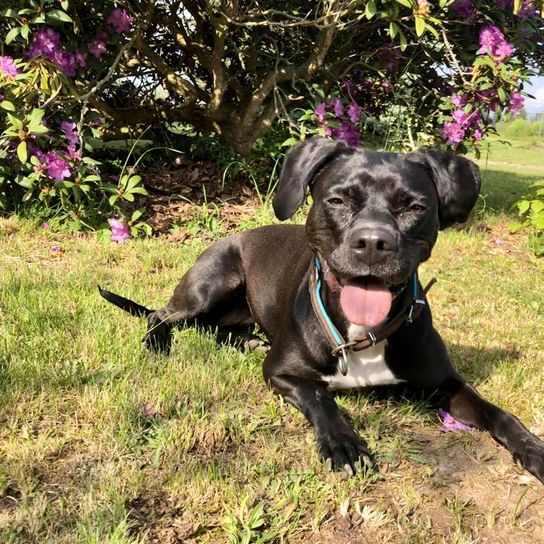 French Bulldog Weimaraner Mix © Kristina Kunke Hund,Pflanze,Blume,Fleischfresser,Jagdhund,Hunderasse,Gras,Begleithund,Hundehalsband,Arbeitstier,