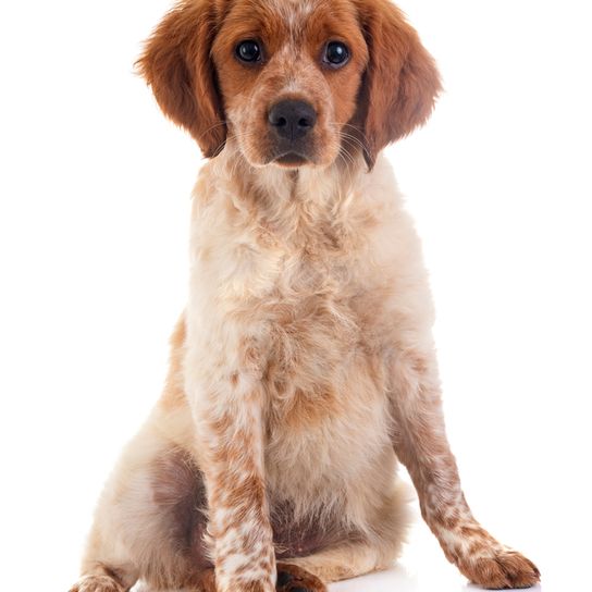 French Spaniel, Epagneul Français, Large Dog Breed from France, Hunting Dog, Hunting Dog Breed, Red and White Dog with Points, Spaniel or Pointer for French Hunters, Brown and White Dog with Wavy Coat, Long Coat, Red and White Puppy French Spaniel