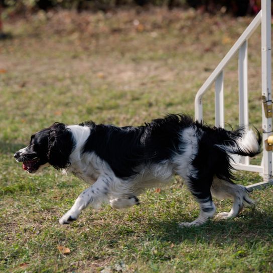 French Spaniel, Epagneul Français, large breed dog from France, hunting dog, hunting dog breed, red and white dog with points, spaniel or pointer for French hunters, brown and white dog with wavy coat, long coat, black and white French Spaniel during agility training, dog sports