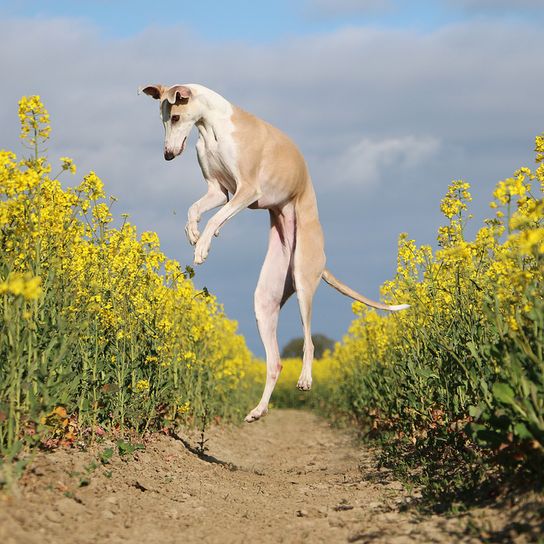 Galgo Espanol, Spanish dog, greyhound from Spain, brown white greyhound, big dog breed, fast dog breed, Spanish greyhound jumps in the air on a field of flowers