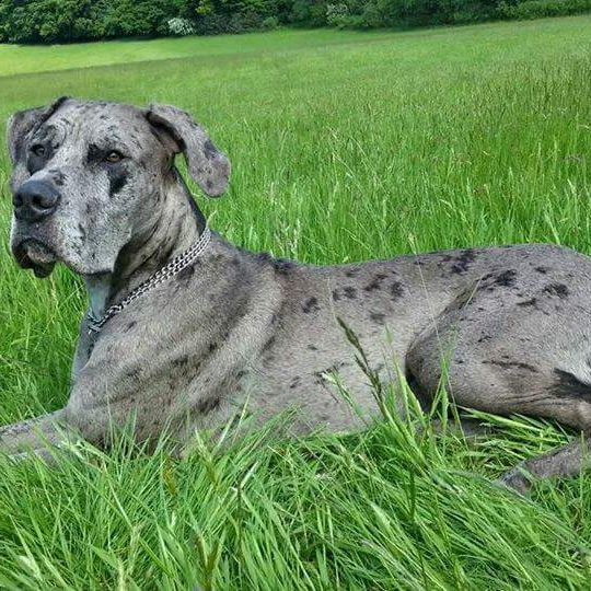 Great Dane Dogo Canario Mongrel Dog,dog breed,carnivore,plant,working animal,grass,fawn,sculpture,land animal,ground cover,