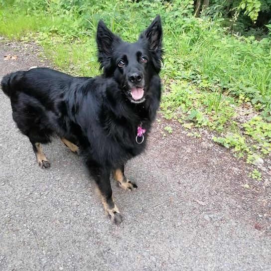 Hund,Pflanze,Fleischfresser,Hunderasse,Begleithund,Königlicher Schäferhund,Canidae,Straßenbelag,Schwarzer norwegischer Elchhund,Sportliche Gruppe,