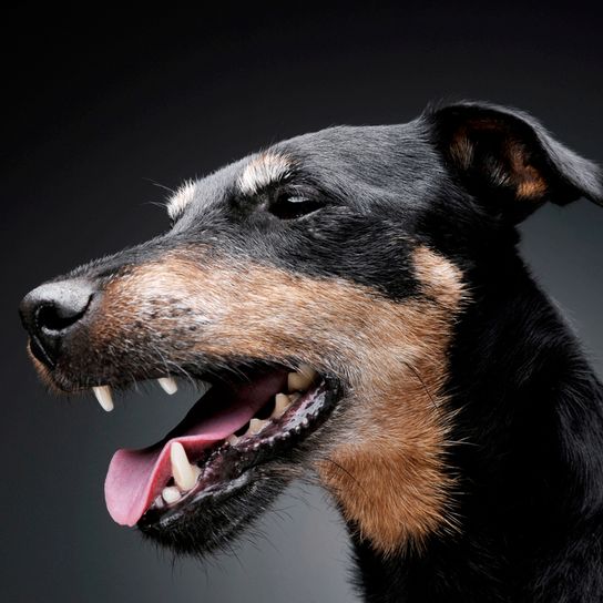 German hunting terrier portrait with open mouth German hunting terrier with light muzzle, tipped ears of a small German dog with light rough hair, rough coat