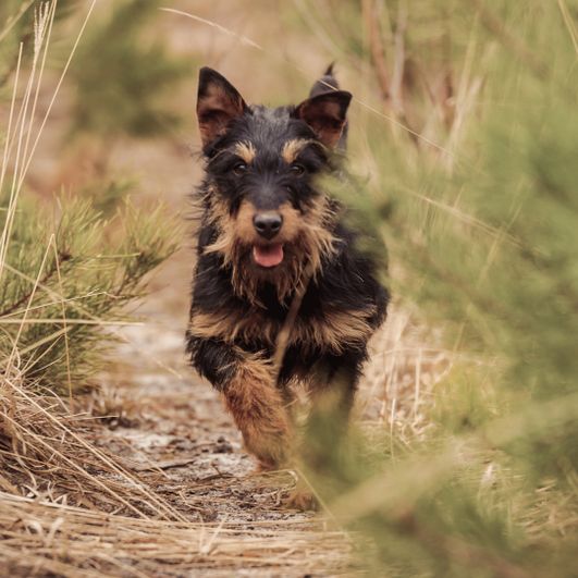 German Hunting Terrier in the grass German Hunting Terrier in the grass