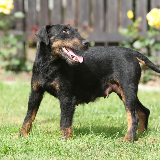 German Hunting Terrier on the grass German Hunting Terrier Young Dog, Terrier from Germany