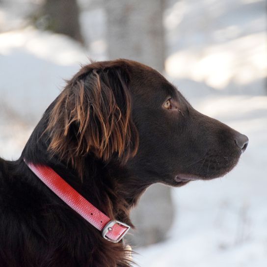 German longhair dog in winter with snow, dark brown longhair dog from Germany