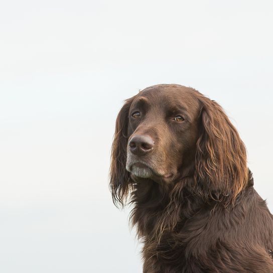 German Longhair in portrait German Longhair Dog, similar to German Bracke, Longhair Hunting Dog, Utility Dog, brown medium sized dog from Germany