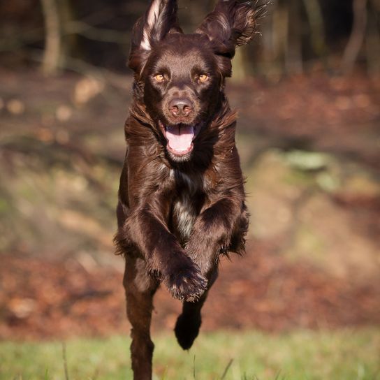 German Longhair running across a meadow, German dog breed, hunting dog, breed description of a working dog