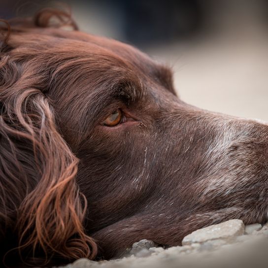 German quail dog brown muzzle German quail dog muzzle brown