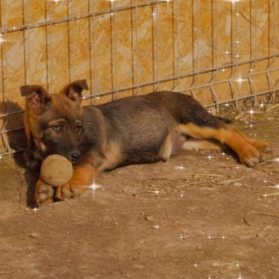 Dog,fence,fawn,carnivore,land animal,working animal,muzzle,dog breed,wire fence,mesh,