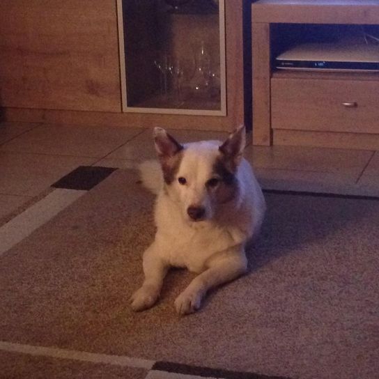 German Shepherd Jack Russell Mix lies Dog, cloud, television, carnivore, wood, dog breed, flooring, floor, picture frame, companion dog,