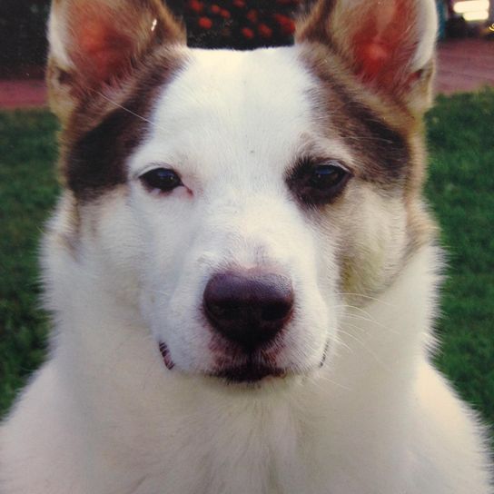 German Shepherd Jack Russell Mix Head,dog,carnivore,dog breed,whiskers,companion dog,fawn,collar,ears,muzzle,