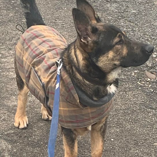 German shepherd mongrel with short legs Dog,carnivore,collar,dog breed,working animal,fawn,companion dog,dog collar,muzzle,pet supplies,