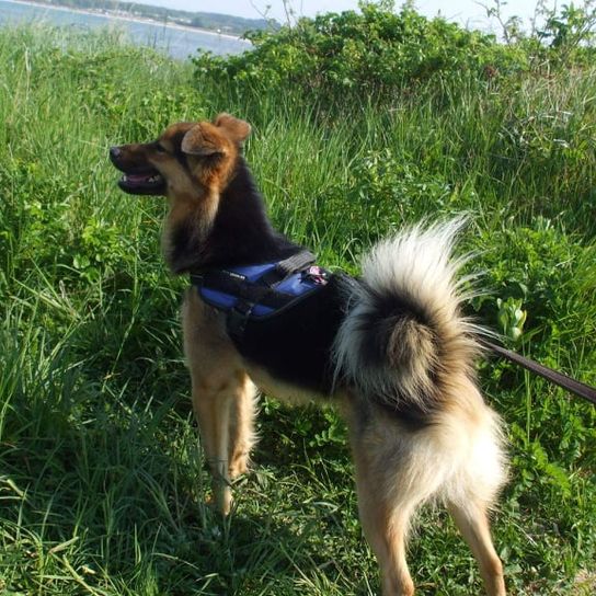 German Shepherd Keeshond © Birgit Indenbirken Hund,Pflanze,Hunderasse,Fleischfresser,Kitz,Halsband,Begleithund,Gras,Himmel,Schwanz,
