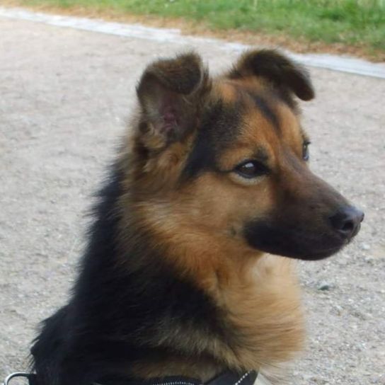 German Shepherd Keeshond © Birgit Indenbirken Hund,Fleischfresser,Hunderasse,Kitz,Begleithund,Schnauze,Schnurrhaare,Hütehund,Landtier,Sportliche Gruppe,