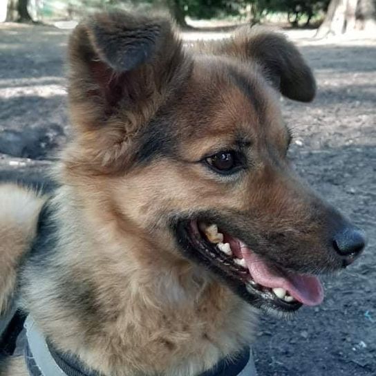 German Shepherd Keeshond © Birgit Indenbirken Hund,Fleischfresser,Hunderasse,Halsband,Deutscher Schäferhund,Pflanze,Rehkitz,Schnurrhaare,Baum,Begleithund,